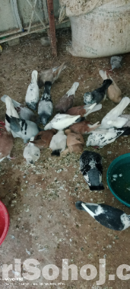 কবুতর বিক্রয়